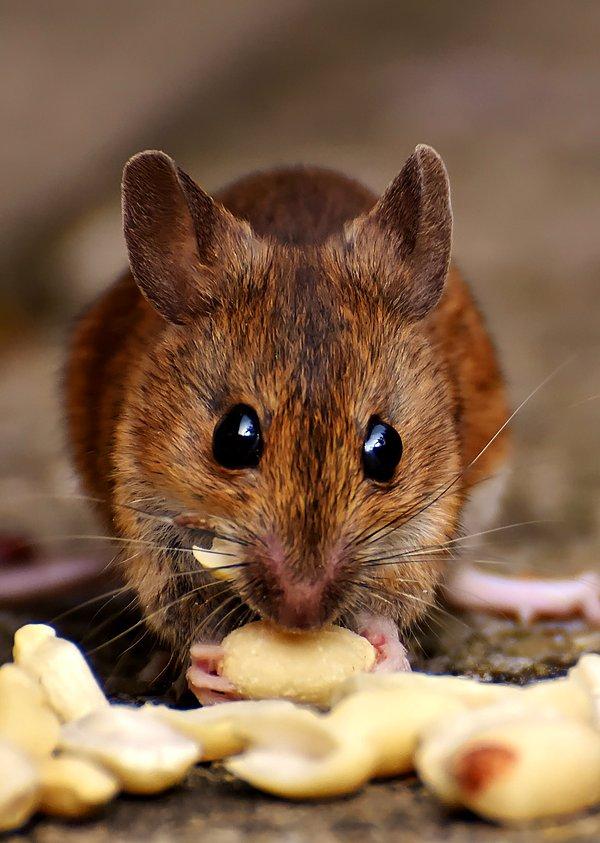 Araştırma, farelerin insanlar ve insan olmayan primatlar gibi görsel hafızaya dayalı, karmaşık bilişsel süreçleri kullandığına dair ilk kanıtları ortaya koydu. Bu nedenle araştırmacılar, deneyleri "türünün ilk örneği" diye niteledi.