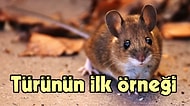 🐭 Farelerin Fotoğrafta 2D Olarak Gördükleri Nesneleri Gerçekte 3D Halleriyle Tanıyabildiği Keşfedildi!