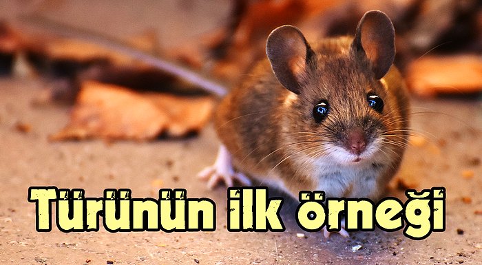 🐭 Farelerin Fotoğrafta 2D Olarak Gördükleri Nesneleri Gerçekte 3D Halleriyle Tanıyabildiği Keşfedildi!