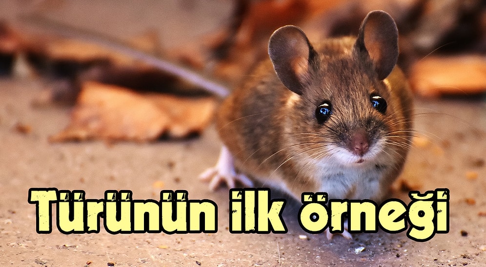 🐭 Farelerin Fotoğrafta 2D Olarak Gördükleri Nesneleri Gerçekte 3D Halleriyle Tanıyabildiği Keşfedildi!