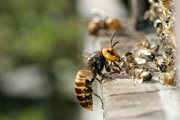 İstiladan endişelenen ve onları yakalamak için yeni bir yöntem deneyen araştırmacılar, kraliçe arının seks feromonlarını (aynı türün üyeleri arasındaki sosyal ilişkileri düzenleyen kimyasal madde) kullanarak erkek arıları kandırıp tuzağa düşürmeyi önerdi.
