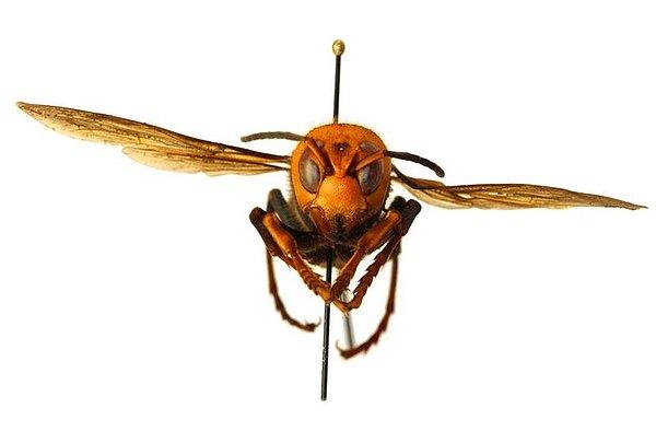 ABD’de ilk kez 2019 yılında tespit edilen Asya dev eşek arıları, protein için yerel arı kovanlarına ve tarım ürünlerine saldıran istilacı bir tür. İnsanlara veya evcil hayvanlara yalnızca tehdit edildiklerinde saldırıyorlar. Ancak iğneleri bal arısınınkinden daha uzun ve daha zehirli. İnsanlar için ölümcül risk taşıyorlar.