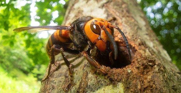 Uzmanlar, bu böceklerin ABD’de ilk kez tespit edilmesinin ardından büyük ölçekte bir 'av' başlatmıştı. Koruyucu kıyafetler giren ekipler, bilimkurgu filmlerini aratmayan operasyonlarla eşek arılarının birçok yuvasını imha etmişti.