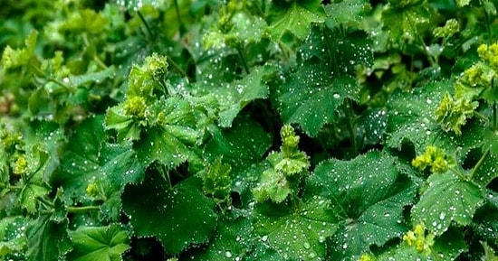 Aslanpençesi Nedir? Aslanpençesinin Vücuda Faydaları ve Zararları