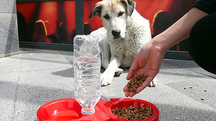 Beykoz'da Çöp Konteynerinde 19 Ölü Köpek Bulundu...