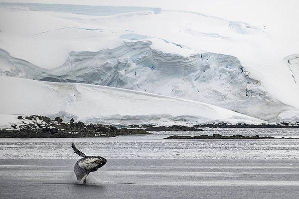 14 milyon kilometrelik alanıyla "dünyanın 5. büyük kıtası" olan Antarktika, merak uyandıran coğrafyası ve doğasıyla kaşif ve bilimsel araştırma ekiplerinin gözde noktalarından biri olma özelliği taşıyor.