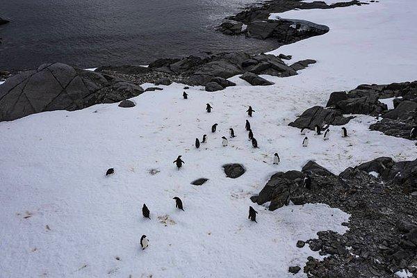 Antarktika; penguenler, foklar, balinalar ve kuşların da aralarında bulunduğu birçok canlıya ev sahipliği yapıyor.