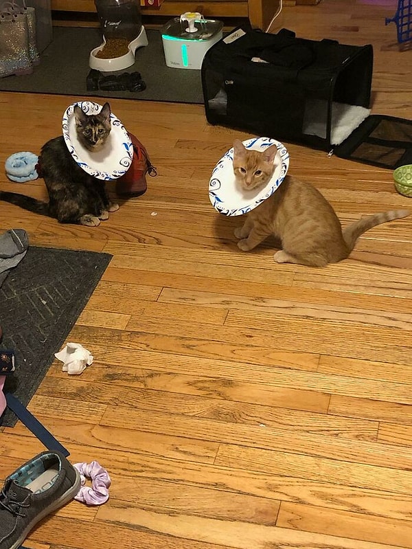 7. Ветеринар не выдал нам воротники, когда мы их стерилизовали, так что пришлось импровизировать