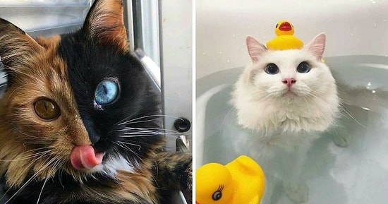 16 фотографий милых кошек, которые сделают ваш день намного лучше