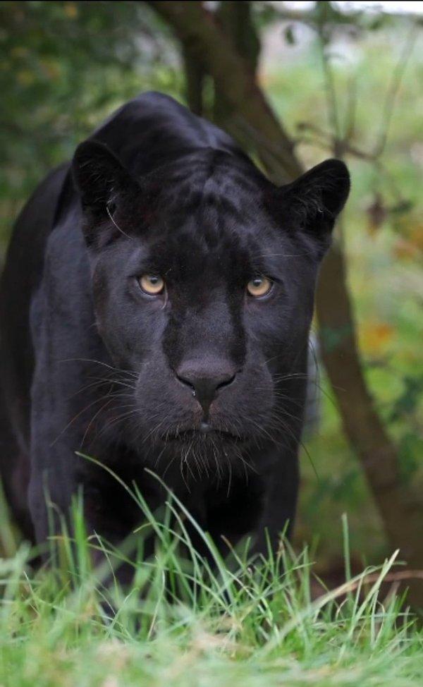 13. Ürkütücü bakışlarıyla görenlerin kanını donduran bir jaguar:
