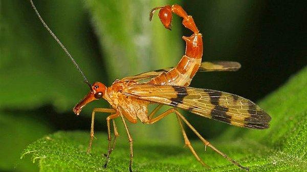 14. Daha önce hiç akrep sineği görmüş müydünüz?