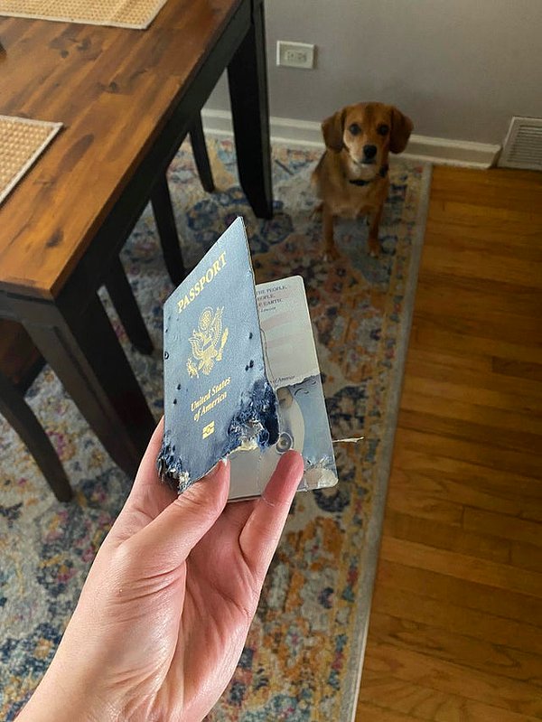 11. "Köpeğim pasaportumu yedi."