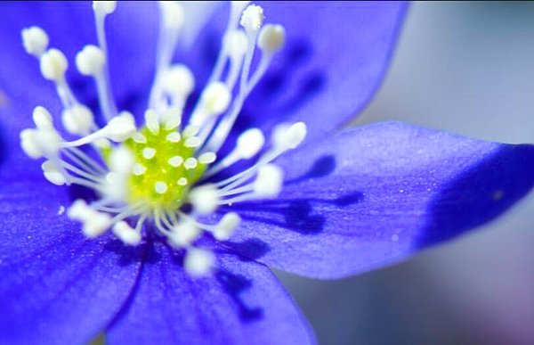 Nevruz Nedir? Nevruz Bayramı Neden Kutlanır?