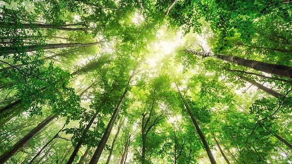 Orman Haftası Şiirleri