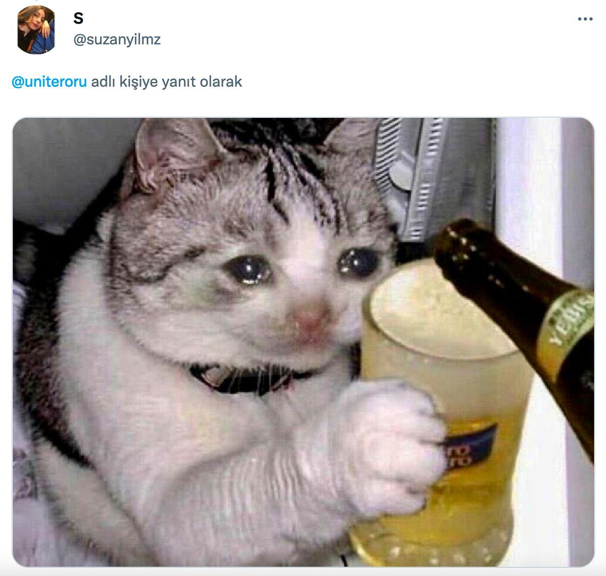 Мемы пить пиво. Смешной кот с пивом. Кот пьет пиво. Кошка с похмелья.