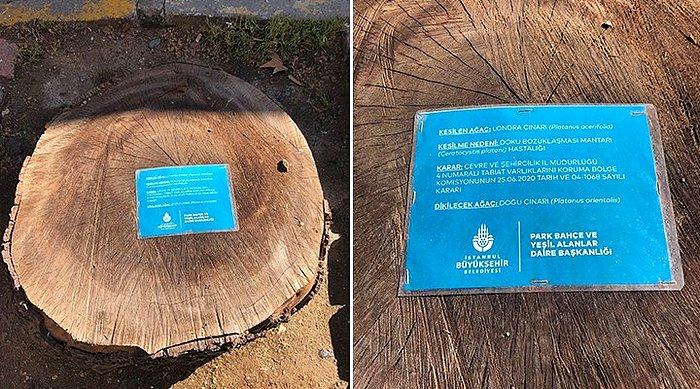 İBB'nin Kestiği 112 Çınarla İlgili TEMA'dan Açıklama: 'Hastalığa Yakalanmış Ağaçların Kurtulma Şansı Yok'