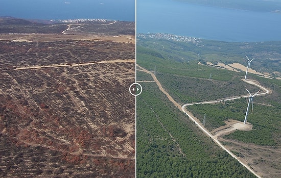 Orman Genel Müdürlüğü: 'Türkiye'nin Orman Varlığı Bir Yılda 177 Bin Hektar Arttı'