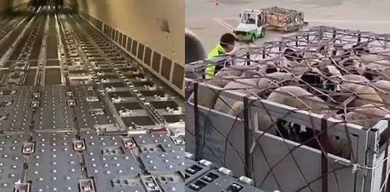 Katar'a 2,5 Milyon Koyun Satışı İddiası: 'Kıtlık Olacak Diye Uyardık, Onlar Katar'ı Düşündü'