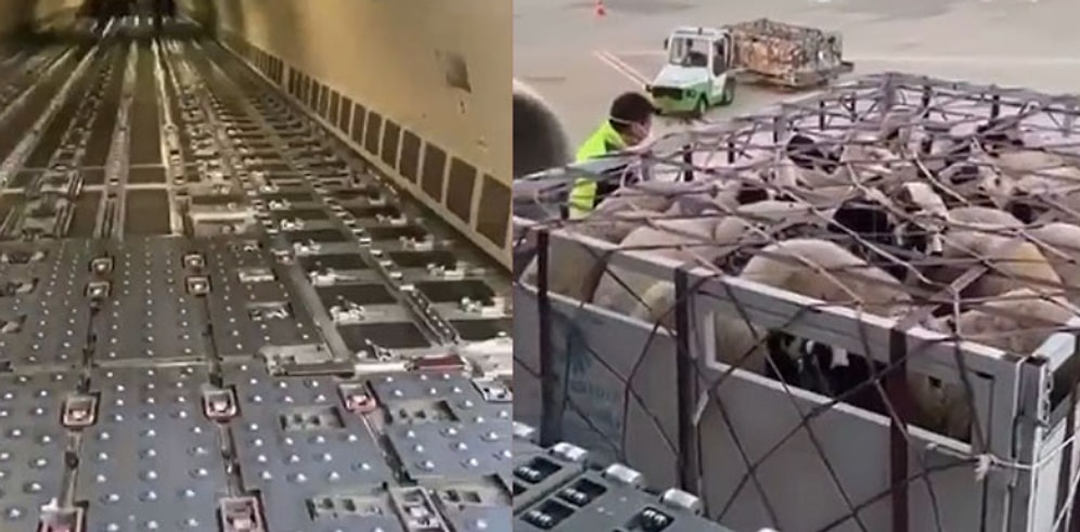 Katar'a 2,5 Milyon Koyun Satışı İddiası: 'Kıtlık Olacak Diye Uyardık, Onlar Katar'ı Düşündü'