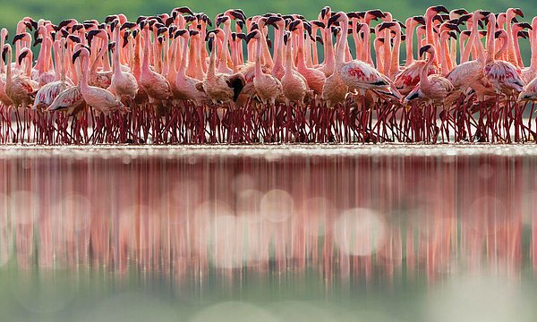 Elektrikli araçlar gibi teknolojilerde lityum kullanımı arttıkça, flamingolara yönelik tehdit artacaktır.