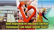 Bilim İnsanları, Lityum Madenciliğinin Şili'deki Flamingo Popülasyonunu Riske Attığını Açıkladı!