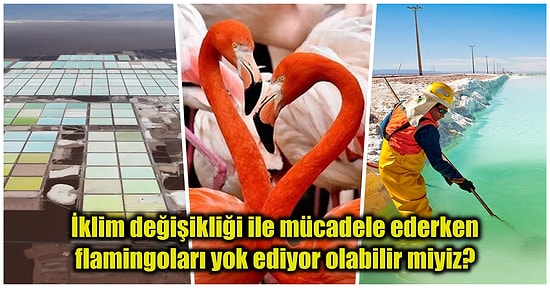 Bilim İnsanları, Lityum Madenciliğinin Şili'deki Flamingo Popülasyonunu Riske Attığını Açıkladı!