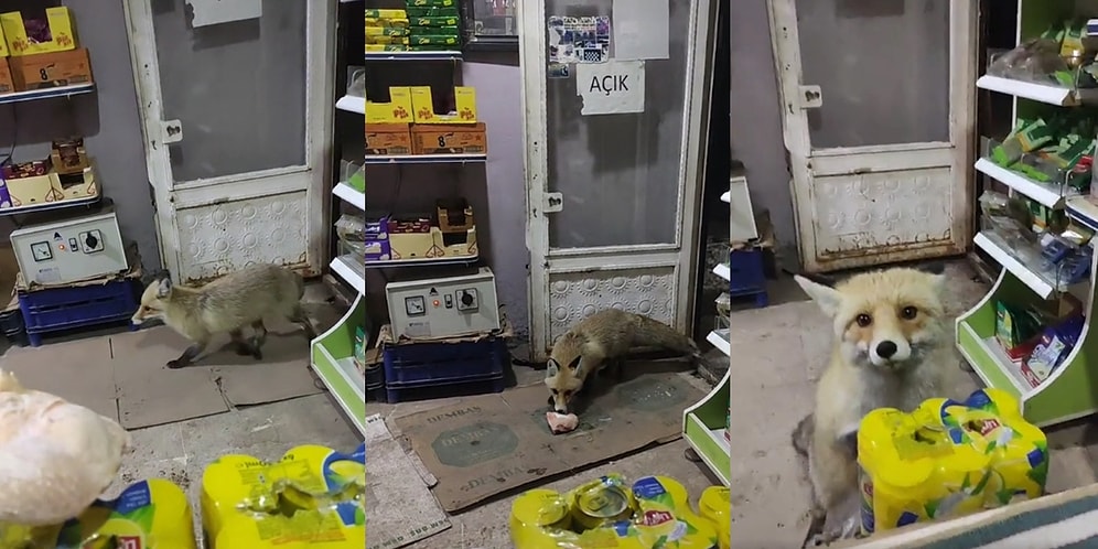 Ara Sıra Dükkanına Gelen Tilkiyle Kanka Olan Adamın Tilkiye But Verip Muhabbet Ettiği Efsane Anlar