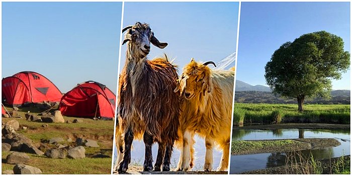 Doğayı ve Macerayı Sevenler Buraya: Ağrı Dağı Millî Parkı'nda Yaban Hayatına Doğru Bir Yolculuk Yapabilirsiniz