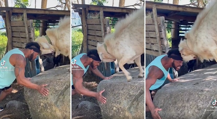 Erkekler Neden Daha Az Yaşar? Teke ile Kafa Güreşine Tutuşan Adam