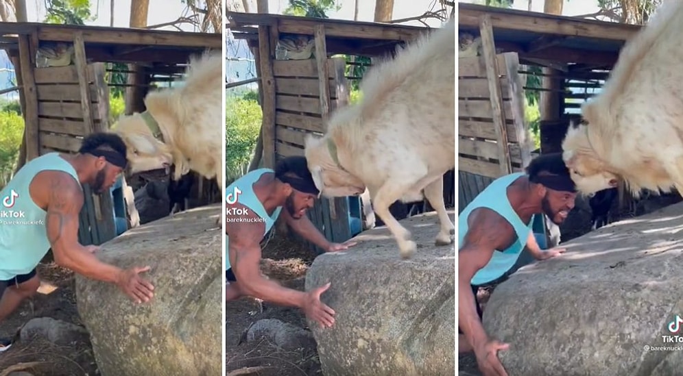 Erkekler Neden Daha Az Yaşar? Teke ile Kafa Güreşine Tutuşan Adam