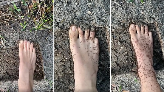 Ant-Man Misin be Adam? Binlerce Karıncanın Arasına Ayağını Sokup Vücuduna Tırmanmalarına İzin Veren Adam