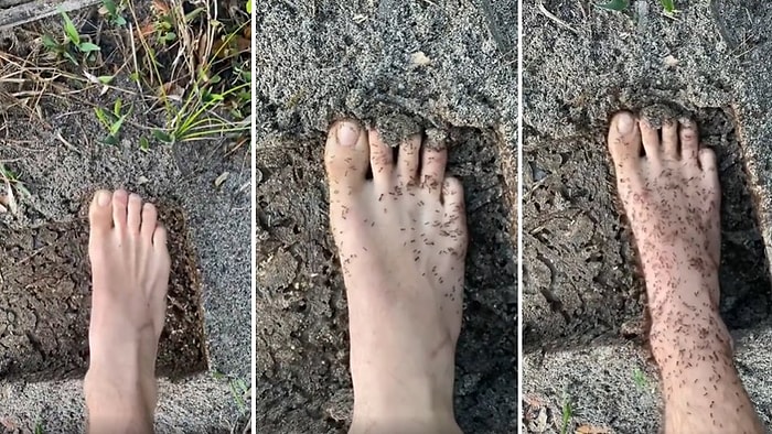 Ant-Man Misin be Adam? Binlerce Karıncanın Arasına Ayağını Sokup Vücuduna Tırmanmalarına İzin Veren Adam