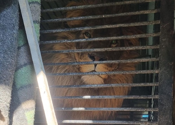 Лев Симба и волк Акела с нетерпением ждали прихода мужчин.