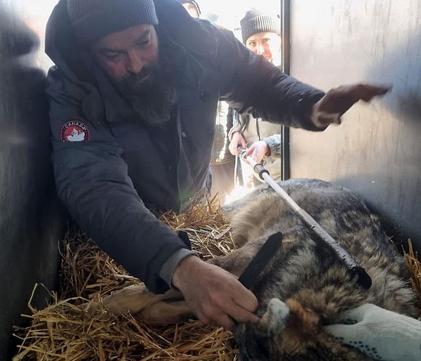 Когда Тим и его команда прибыли в зоопарк, они обнаружили, что ветеринар хорошо позаботился о животных, дав им успокоительные и постив их в клетки для комфортного путешествия без стресса.