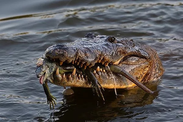 12. Meksika'da bir iguanayı yiyen ürkütücü timsah: