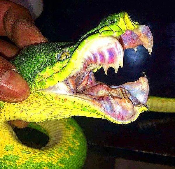 13. Zümrüt yeşili bir ağaç boa yılanının ürkütücü dişleri: