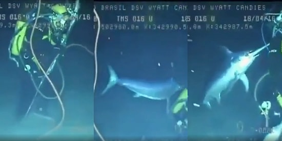 Su Altı Dalışı Yapan Bir Dalgıcın, Kılıç Balığı Tarafından Saldırıya Uğradığı Anlar Anbean Kaydedildi