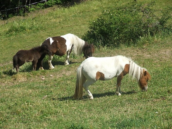 8. Пони НЕ маленькие лошадки