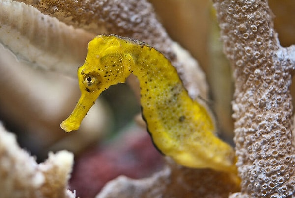 12. Что морские коньки размером не с пингвинов. На самом деле они невероятно крошечные. Глупые мультики субботним утром!