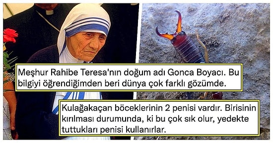 Paylaştıkları Enteresan Bilgilerle Hepimizi Şaşırtarak Genel Kültür Şovu Yapan Sosyal Medya Kullanıcıları