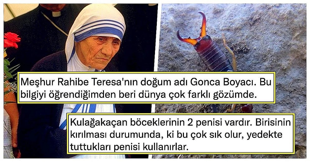 Paylaştıkları Enteresan Bilgilerle Hepimizi Şaşırtarak Genel Kültür Şovu Yapan Sosyal Medya Kullanıcıları