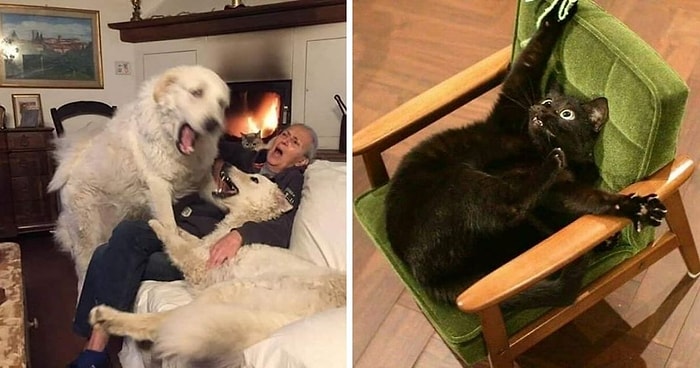 30 смешных фотографий животных, которые никак не возможно объяснить