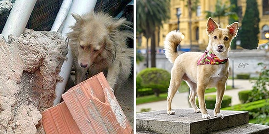 Фотограф запечатлела 17 невероятных трансформаций безнадзорных животных после того, как их приютили