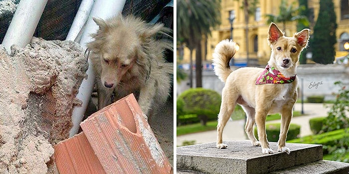 Фотограф запечатлела 17 невероятных трансформаций безнадзорных животных после того, как их приютили