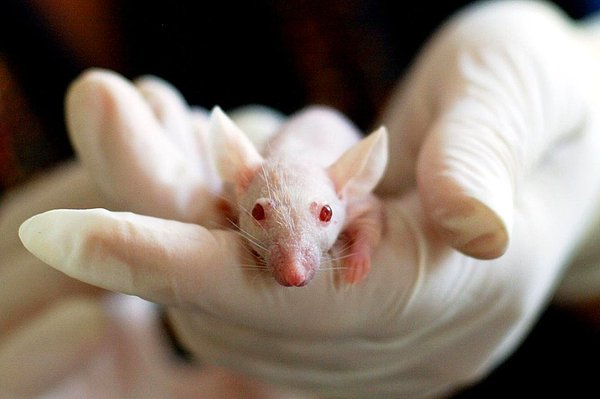 Doğal şekilde tümörlere çekildiği bilinen listeriya bakterilerinin farelerdeki pankreas kanseri tümörlerini seçerek tetanos toksinlerinin etkin olmayan formları buralara taşıyabildiğini ortaya çıkaran yeni bulgular yayımlandı.