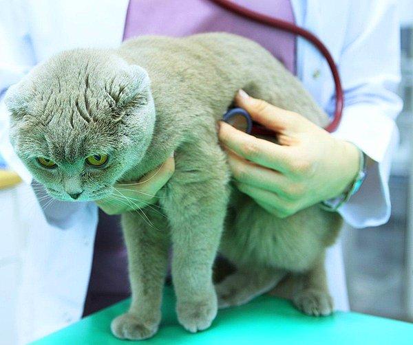 Bu nedenle de önce kedinizi yıkayıp yıkamama konusunda bir veteriner hekime danışmanızı tavsiye ederiz. Örneğin bazı bilim insanları, 8 haftalıktan küçük kedilerin kesinlikle banyo edilmemesi gerektiğini söylüyorlar.