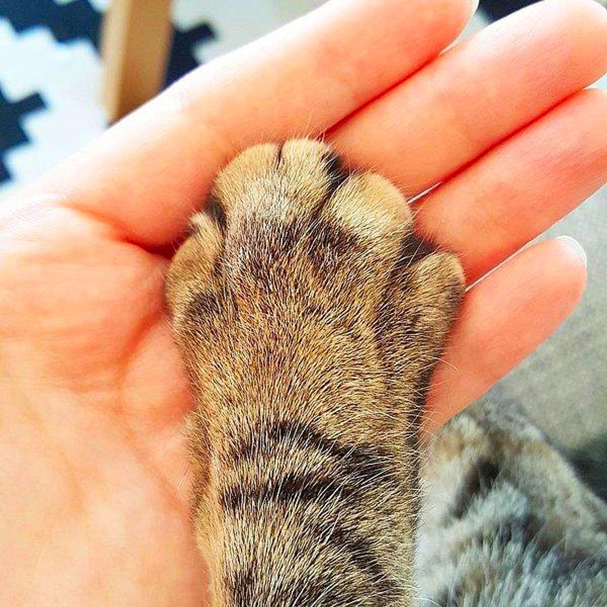 Пальчики на лапках. Кошачья лапка. Кошачий лак. Лапа котенка. Лапки котеночка.