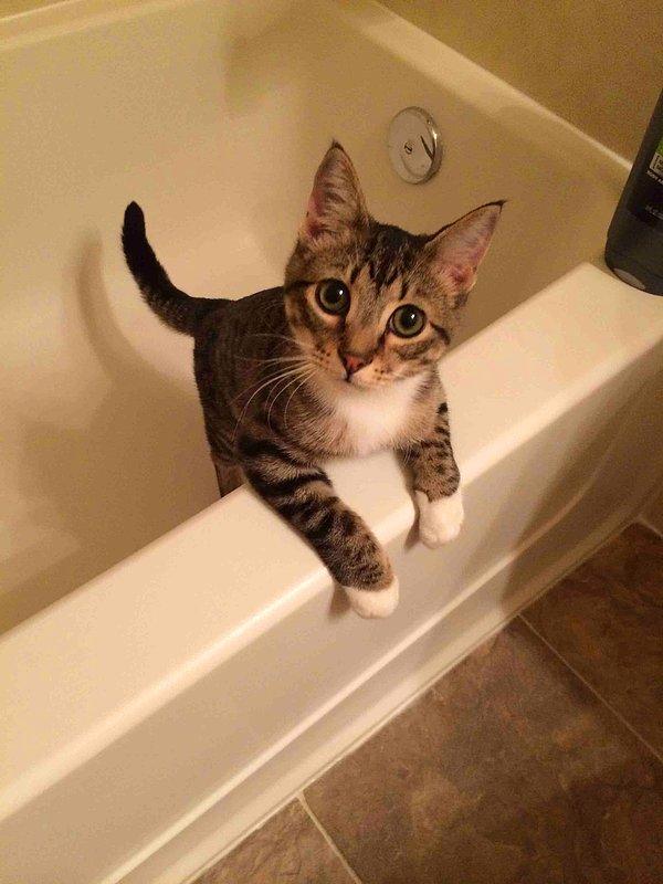 Tabii şampuan yetmez, kedinizin banyo yapacağı ortamı ve diğer malzemeleri hazırlamanız da önemli.