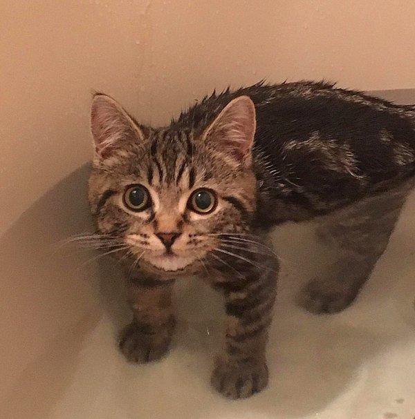 Lavabonun içindeki kedinizi tamamen ıslanana dek ancak yavaş bir şekilde, bir bardak yardımıyla ılık su dökün.