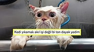 Sudan Korkan Kedi Nasıl Yıkanır?